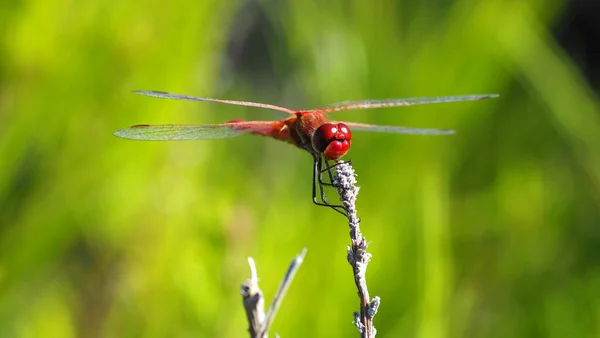 Enfoque Selectivo Primer Plano Una Libélula Una Flor Sobre Fondo —  Fotos de Stock