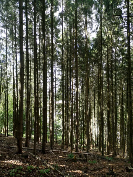 Een Verticaal Schot Van Groeiende Hoge Bomen Het Bos — Stockfoto