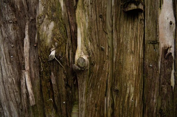 経木スラブ背景の閉鎖 — ストック写真