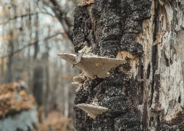 腐った木で栽培されたタイナー菌の選択的焦点ショット — ストック写真