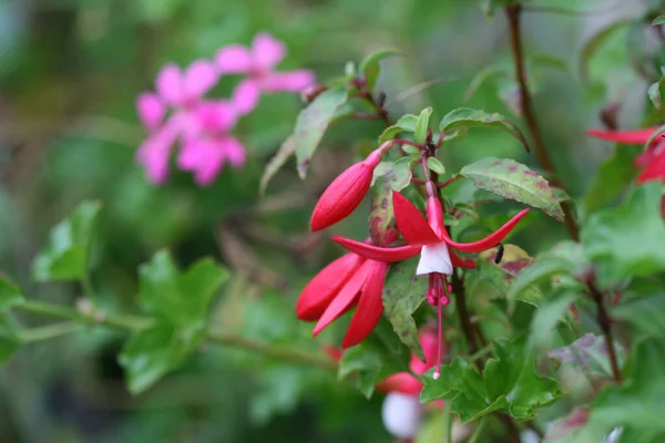 Selektiv Fokus Närbild Fuchsia Blommor Trädgården — Stockfoto