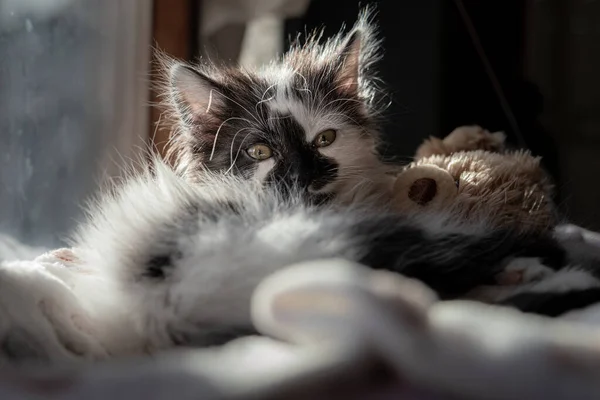 Closeup Adorable Fluffy Little Kitten Lying Its Bed — Stock Photo, Image