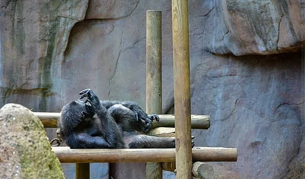 Eine Schöne Aufnahme Des Liegenden Gorillas Auf Felsigem Hintergrund — Stockfoto