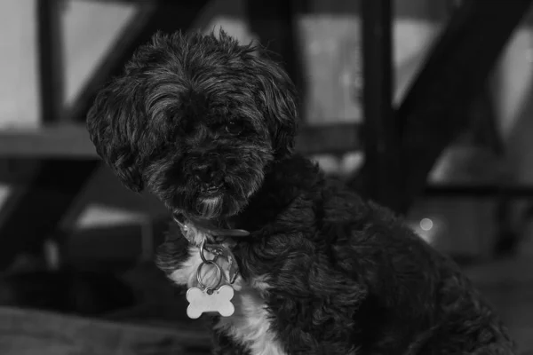 A closeup shot of a hairy shaggy dog in grayscale