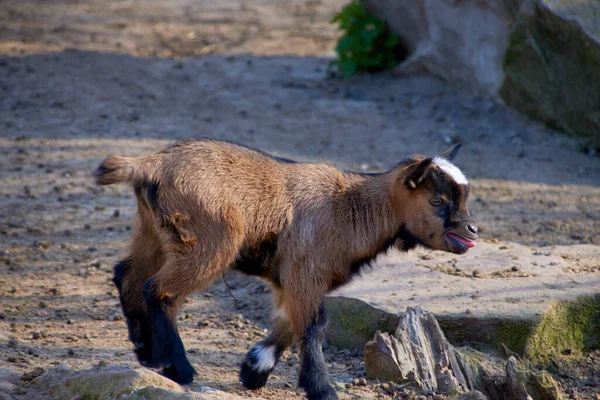 Little Cute Goat Running Sunny Day — Stock Photo, Image