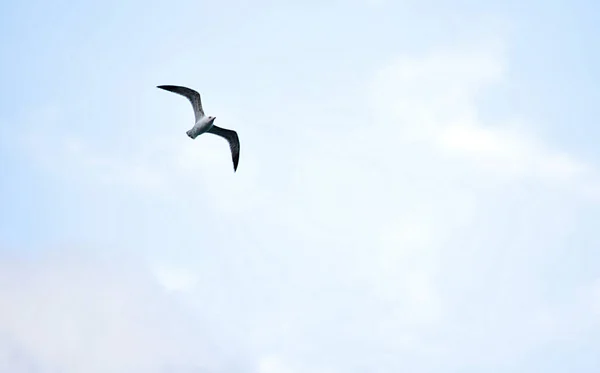 해안에서 구름낀 비행하는 갈매기 라루스 의낮은 — 스톡 사진