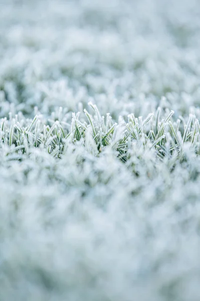 Shallow Depth Frosty Grass Field — Stock Photo, Image