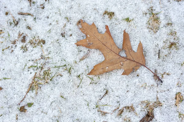 Tiro Close Folha Seca Neve — Fotografia de Stock