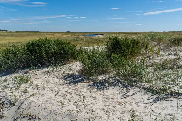 Ein Schuss Langes Gras Wächst Auf Dem Weißen Sand Und — Stockfoto