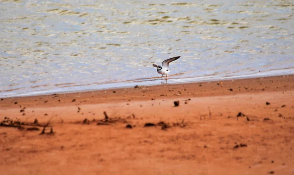 Ein Flussregenpfeifer Charadrius Dubius Neben Einem Kleinen See — Stockfoto