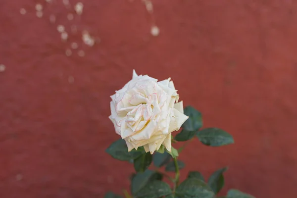 Close Jardim Branco Levantou Contra Uma Parede Vermelha Sob Luz — Fotografia de Stock