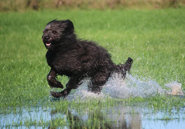草の近くの川の中を走る黒い毛むくじゃらの犬のクローズアップ — ストック写真