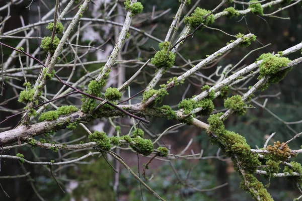 Een Mos Korstmossen Groeien Boomtakken Het Bos — Stockfoto