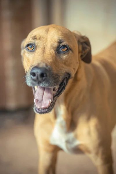 Vertical Shot Cute Brown Dog Blurry Background — Stock Photo, Image