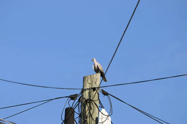 Ein Vogel Auf Einem Strommast Gegen Das Blau — Stockfoto