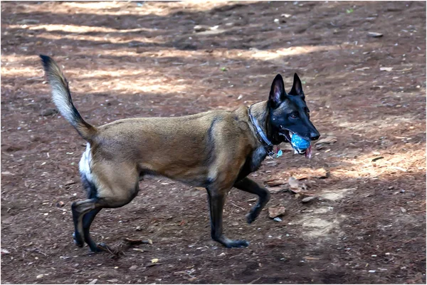 公園で野球をしているベルギー人羊飼い — ストック写真