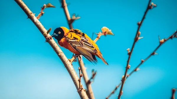 Eine Selektive Nahaufnahme Eines Gelben Webervogels Auf Einem Baumstamm — Stockfoto