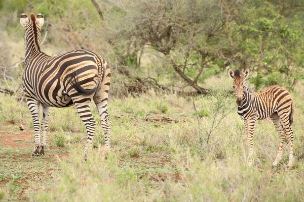 Colpo Messa Fuoco Selettiva Due Zebre Strisce Erba Verde — Foto Stock