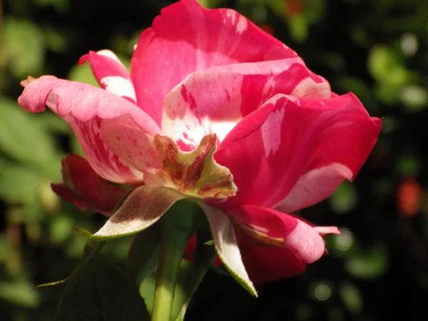 Tiro Close Rosas Florescendo Vegetação — Fotografia de Stock