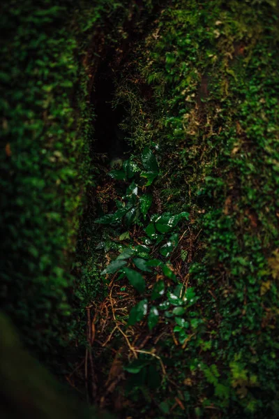 Egy Tajvani Borostyánnövény Függőleges Képe Egy Mohás Felületen — Stock Fotó