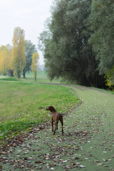 Vertikal Bild Söt Hund Stig Omgiven Träd — Stockfoto