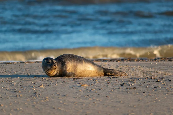 Eine Entzückende Nassrobbe Einem Sandstrand Meer — Stockfoto