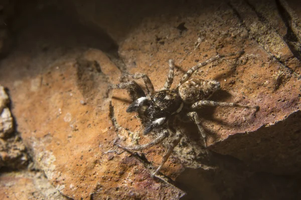 Primer Plano Una Araña Menemerus Semilimbatus Superficie Roca — Foto de Stock