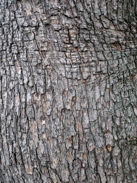 Vertical Shot Neem Tree Bark Daylight Great Wallpapers Textures — Stock Photo, Image