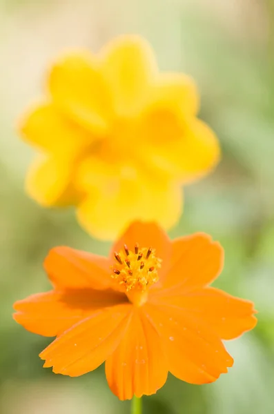 Horní Pohled Detailní Záběr Krásné Žluté Oranžové Květy Rozmazaném Zeleném — Stock fotografie