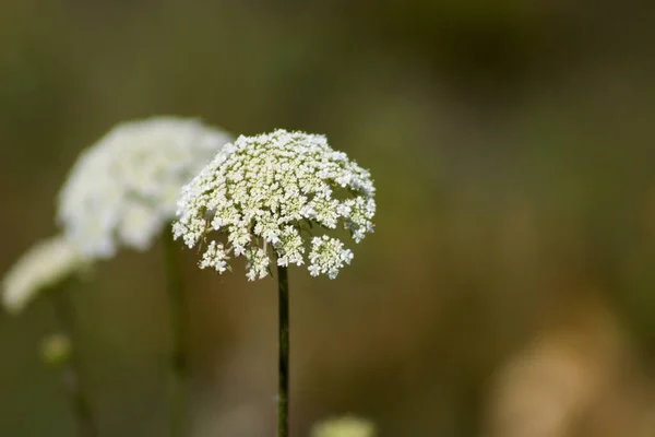 Primer Plano Una Planta Zanahoria Silvestre Campo Bajo Luz Del —  Fotos de Stock