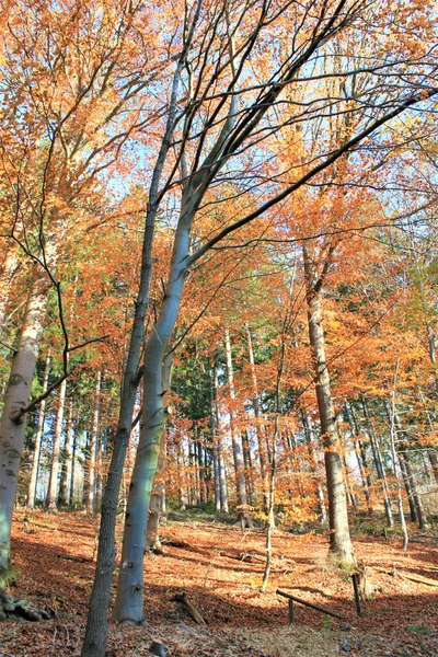 Вертикальний Знімок Тонких Високих Дерев Червоним Листям — стокове фото