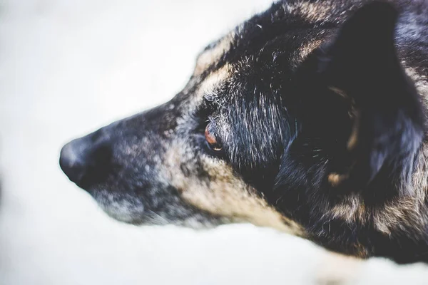 Eine Nahaufnahme Von Schwarzem Schäferhund — Stockfoto