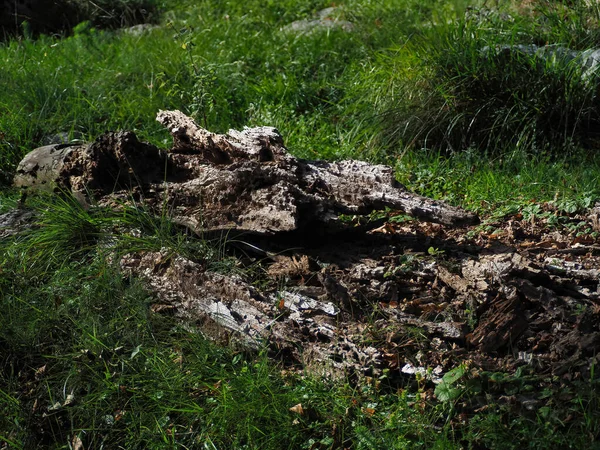 Zbliżenie Zgniłego Pnia Drzewa Trawiastym Polu — Zdjęcie stockowe