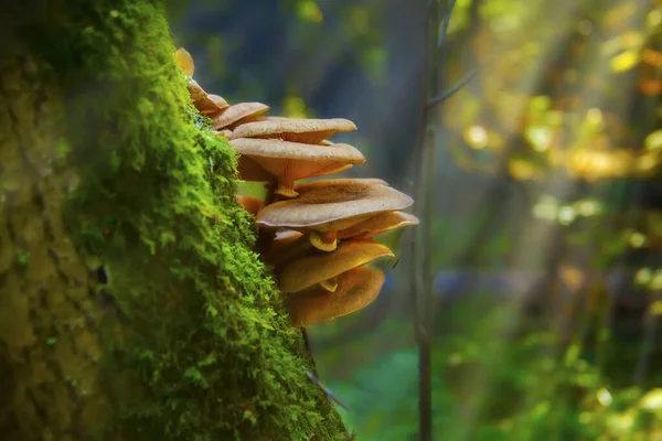 Närbild Vilda Svampar Som Växer Ett Träd Täckt Mossor Skog — Stockfoto