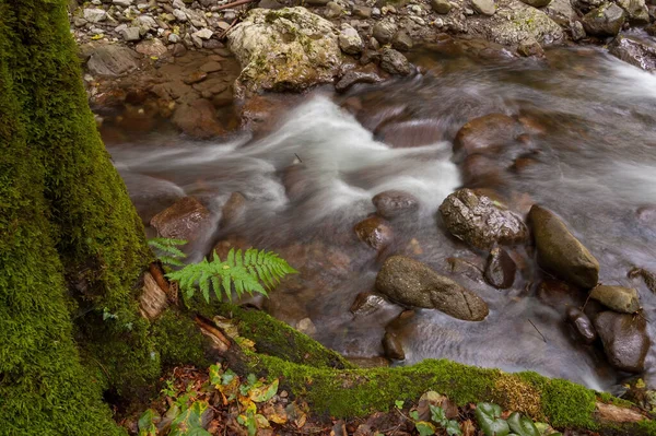 Gros Plan Mousse Sur Arbre Près Une Rivière Rocheuse — Photo