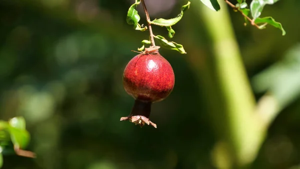Closeup Shot Small Growing Pomegranate — Stock Photo, Image