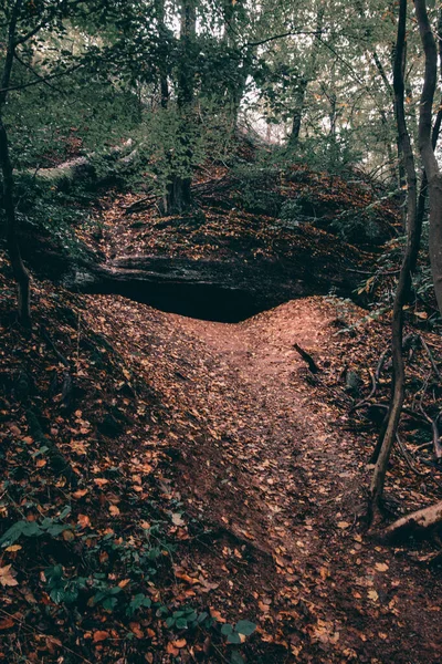 Eine Vertikale Aufnahme Eines Schmalen Weges Einem Wald — Stockfoto