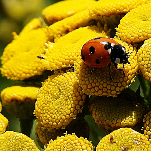 Sarı Çiçekteki Uğur Böceğinin Yakın Çekimi — Stok fotoğraf