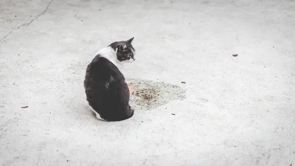 屋外に座ってかわいい黒と白の猫 — ストック写真
