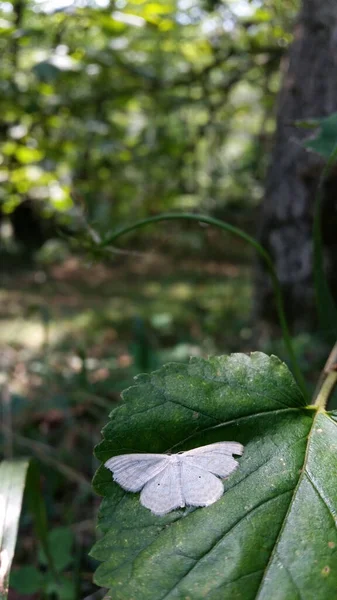 Вибірковий Знімок Фокусу Красивої Метелики Зеленому Листі — стокове фото