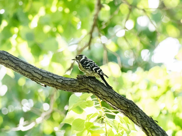 Cute Japanese Pygmy Woodpecker Sitting Tree Branch Sunny Weather — Stock Photo, Image