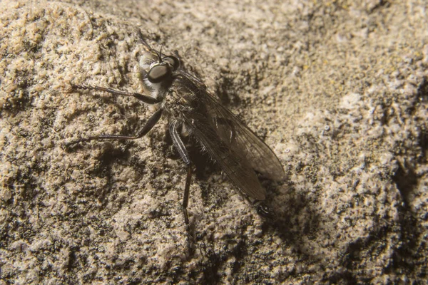 Macro Shot Asilidae Zosteria — Fotografia de Stock