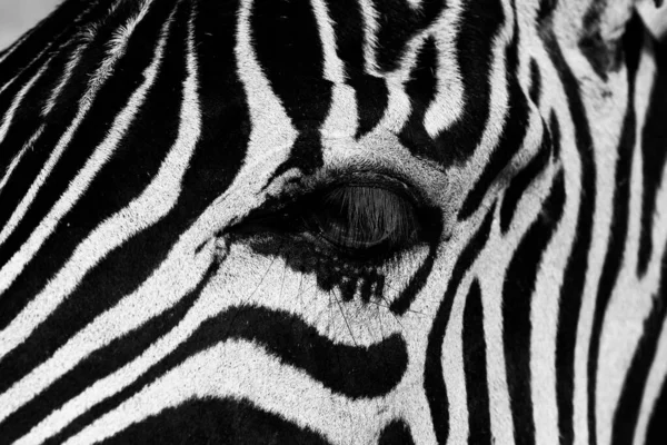 Tiro Seletivo Foco Olho Uma Zebra — Fotografia de Stock