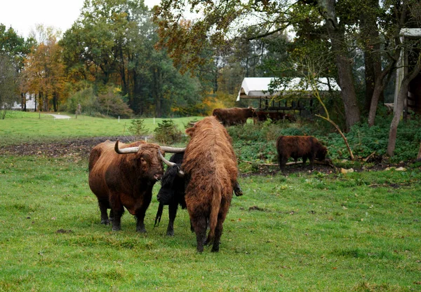 谷仓里一群公牛的特写镜头 — 图库照片