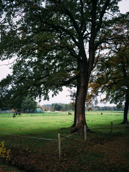 Een Verticaal Shot Van Een Park Bedekt Met Groen Herfst — Stockfoto