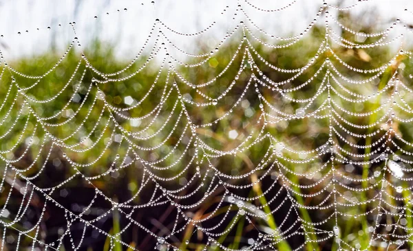 Vacker Bild Ett Spindelnät Med Daggdroppar — Stockfoto