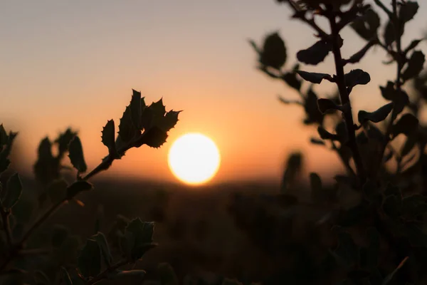 一张野花盛开的剪影 背景是美丽的落日 — 图库照片