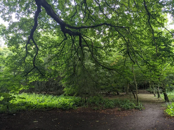 Una Passerella Attraverso Foresta Verde Durante Giorno — Foto Stock