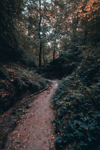 Schöne Aufnahme Eines Winzigen Weges Herbstlichen Wald — Stockfoto