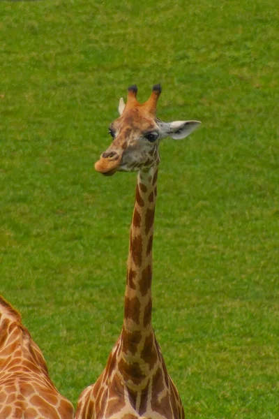 Een Verticaal Schot Van Een Giraffe Tegen Een Groen Veld — Stockfoto